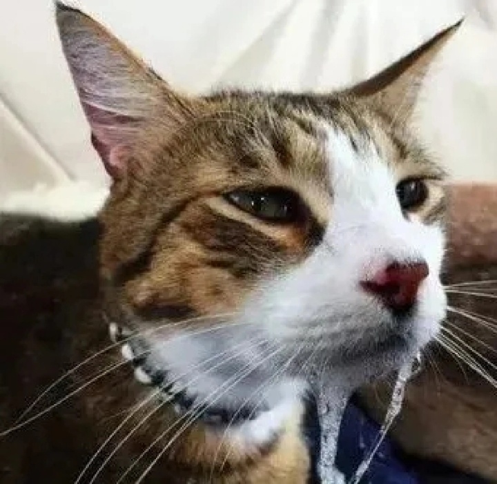 猫口嘴上挂粘液的原因及应对方法