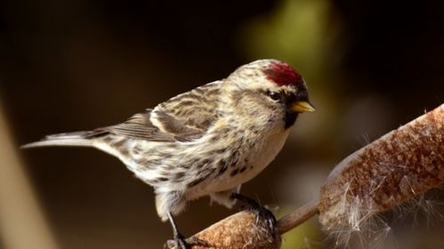 苏鸟养殖技巧:如何让白腰朱顶雀下蛋