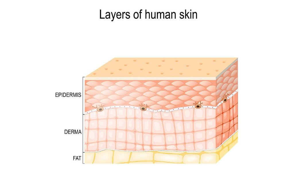 首先,抗纹护肤品主要作用于皮肤的表皮层,缓解浅表纹路,并不能从根源