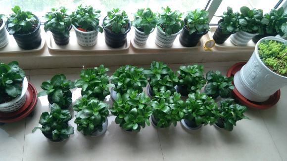 绿植养护工作内容