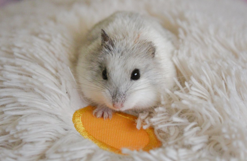 仓鼠怀孕后要和公鼠一起住吗?