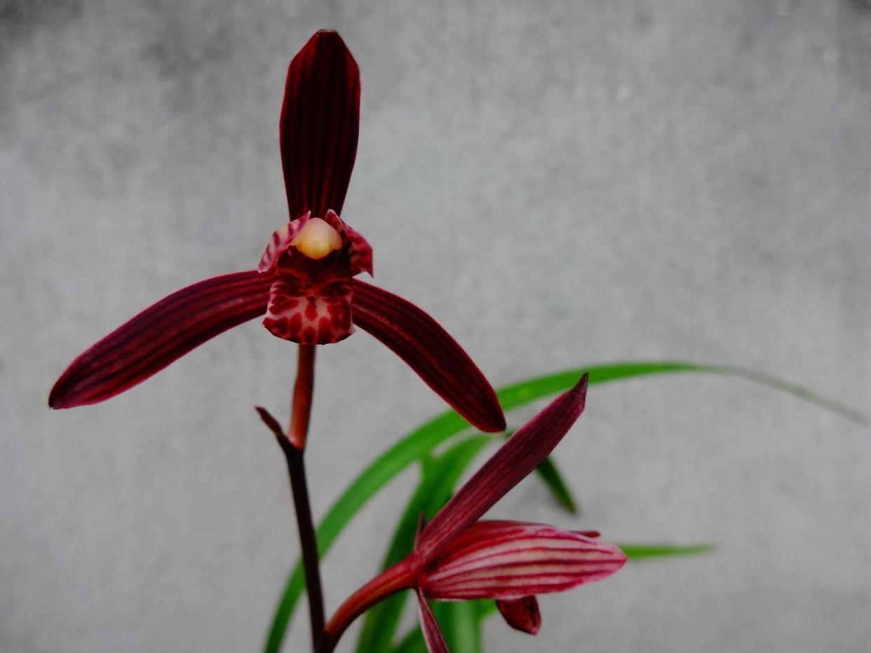 这款红素兰花,珍贵又稀少,开品大气,兰香浓郁,值得入手