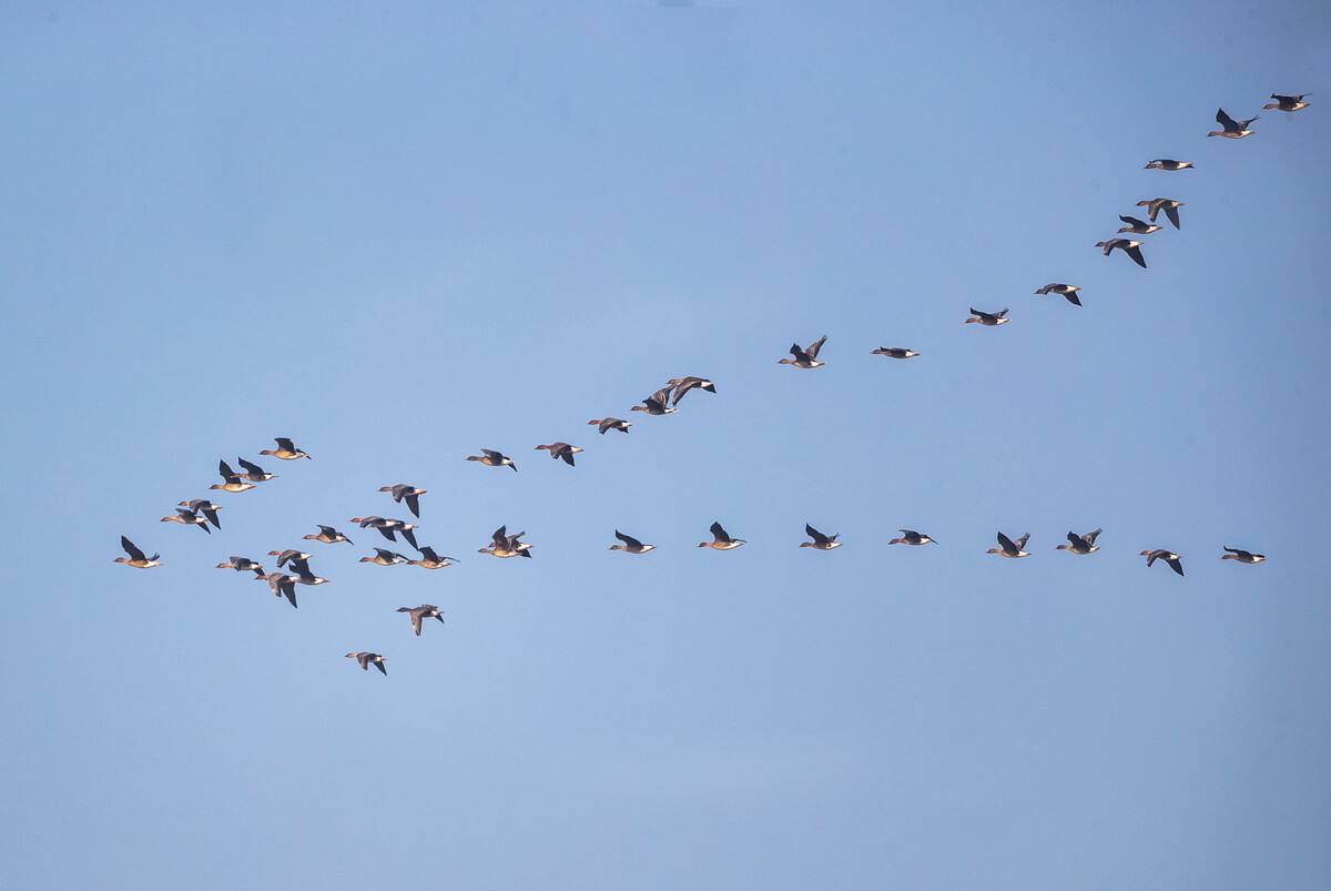 大雁南飞飞到哪里去了?