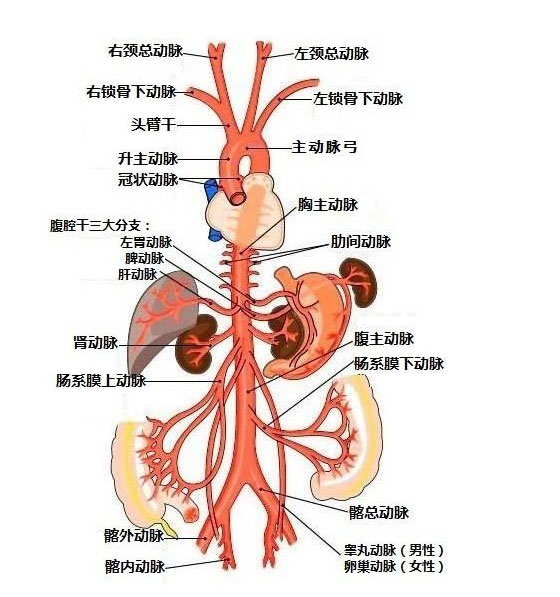 腹主动脉位置图图片