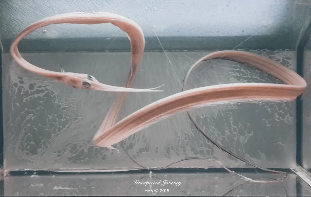 生物猎奇:探寻来自另一个平行世界的奇异物种