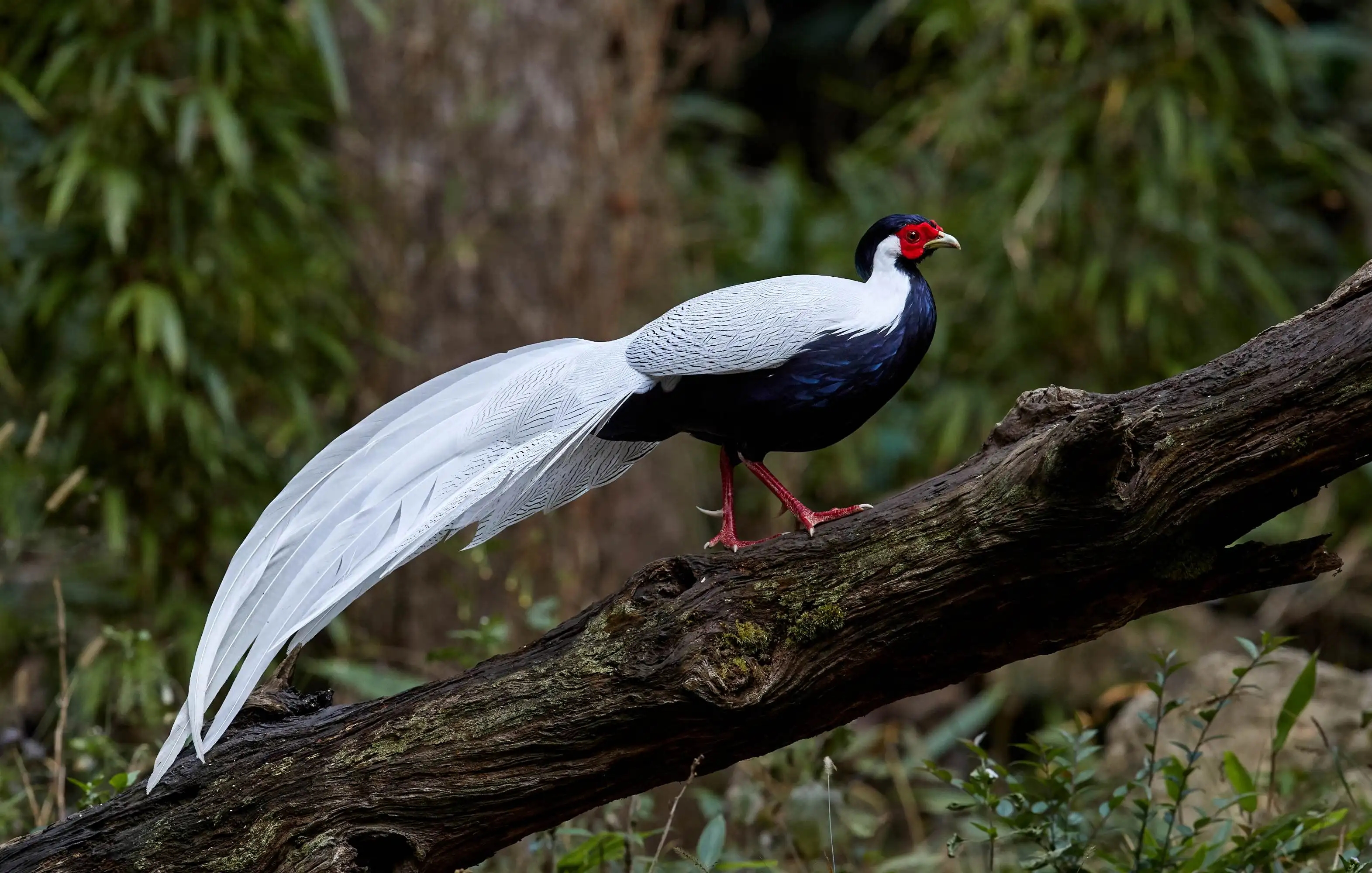 哀牢山首次发现9只"林中仙子"白鹇同框,有何意义?