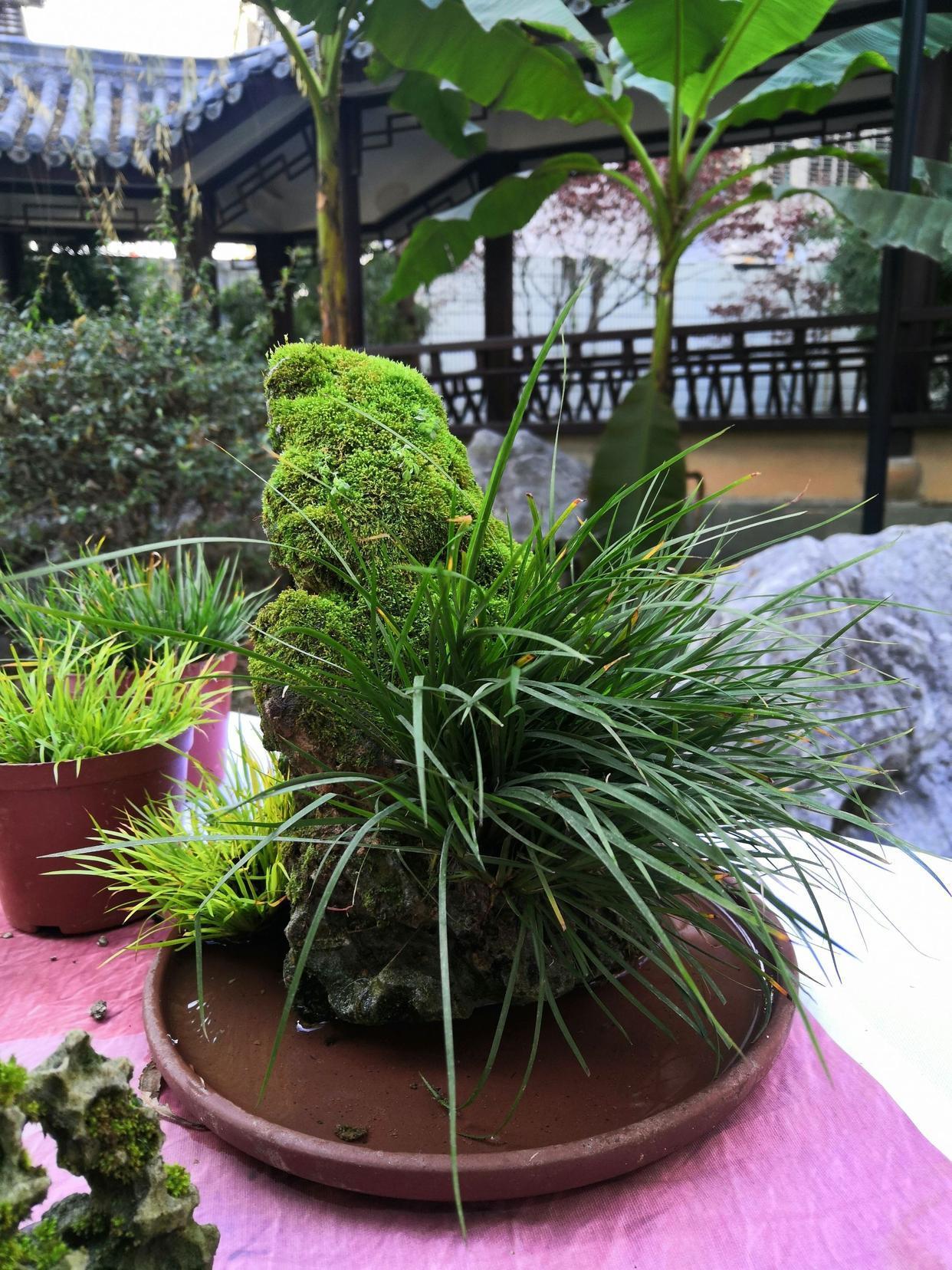 菖蒲又名文人草,养成盆景观赏性高,养成自然景观