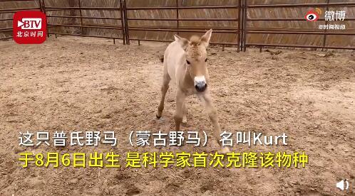 热点|全球首例！科学家用40年前冷冻基因，克隆出普氏野马，网友：恐龙呢