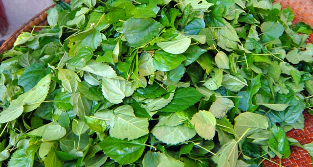 神仙豆腐树长什么样子