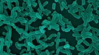 青春双歧杆菌的预防和抑制肿瘤作用引起世界医学界高度关注