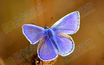 中班音乐教案ppt课件:蝴蝶花