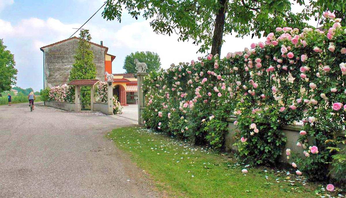 经典藤本月季"大游行"种起来,长势旺,可以打造月季花墙