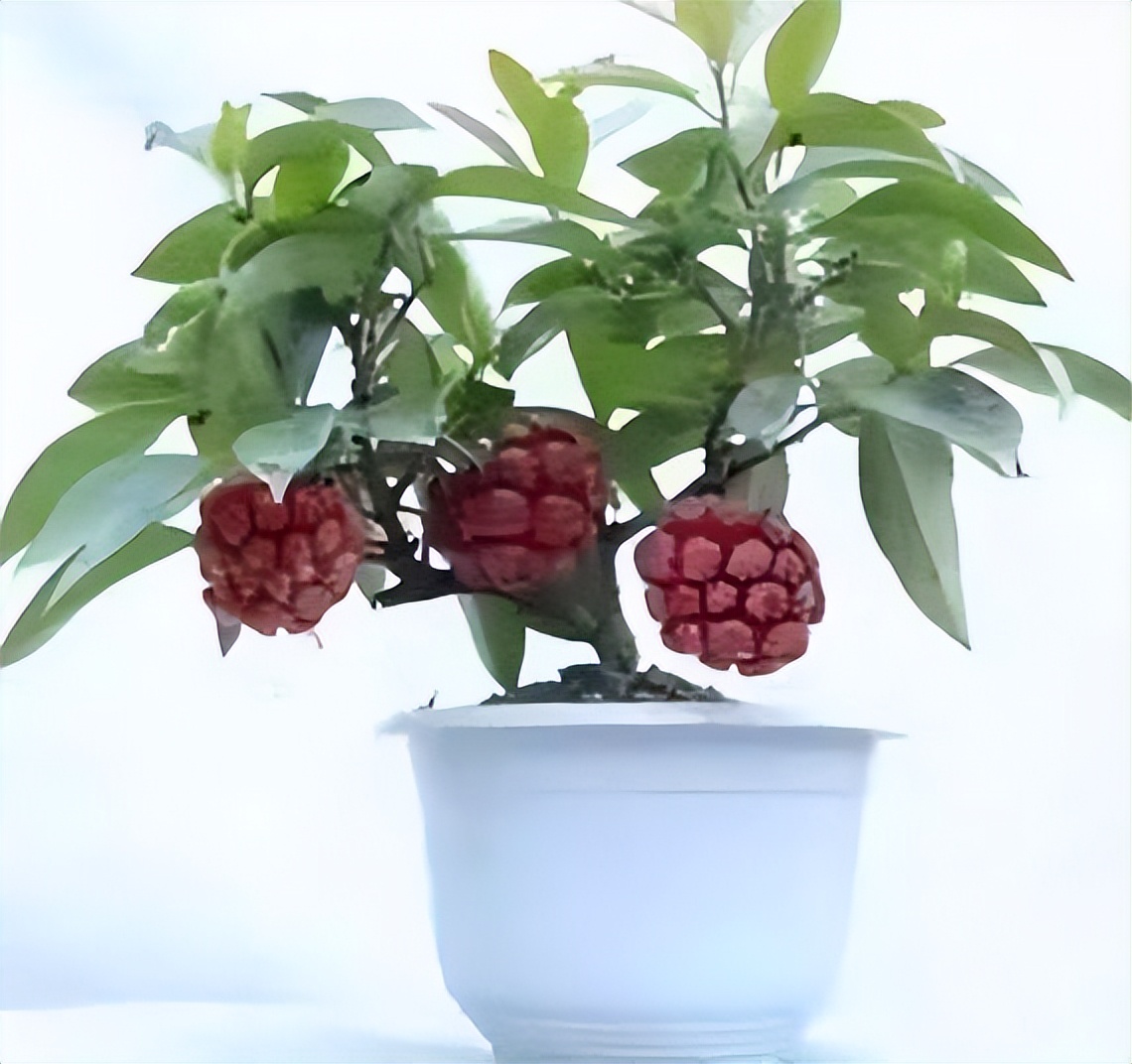 黑老虎好吃又营养,适合家庭种植