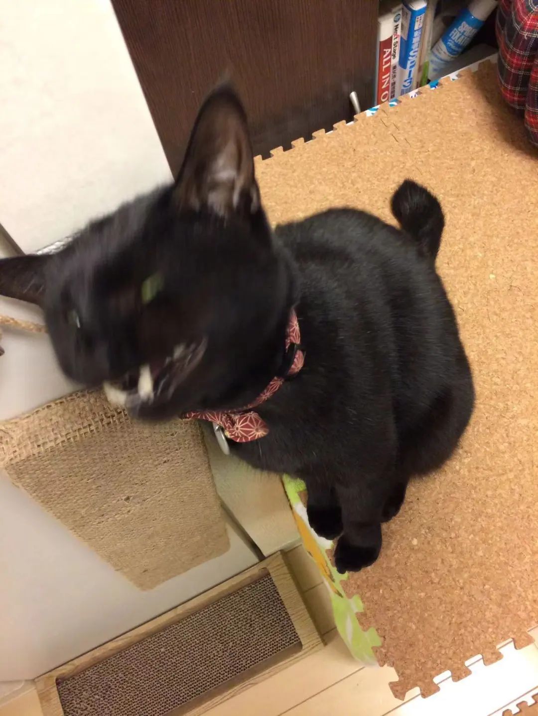 直男给黑猫拍照每一张都看不清是啥物种笑得我满地找头哈哈