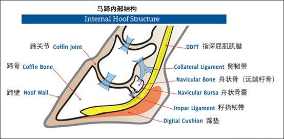 人为什么要给马钉马掌,而野马却不需要?钉在马蹄上,马不疼吗?