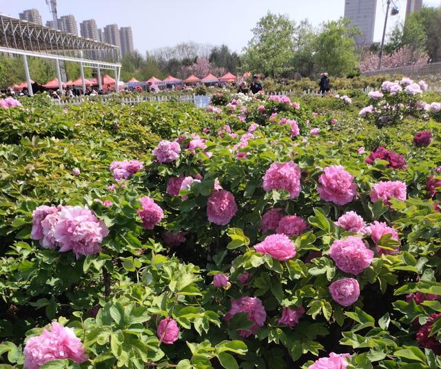 菏泽牡丹园事件的背后,谁