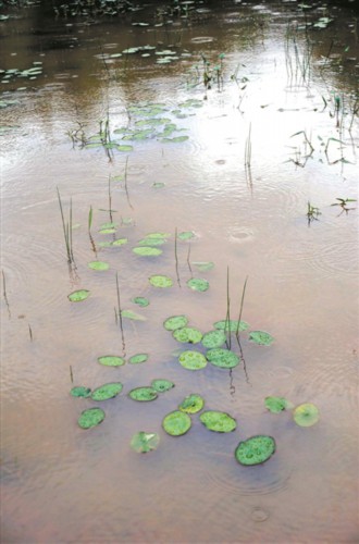 大面积野生莼菜现南雄