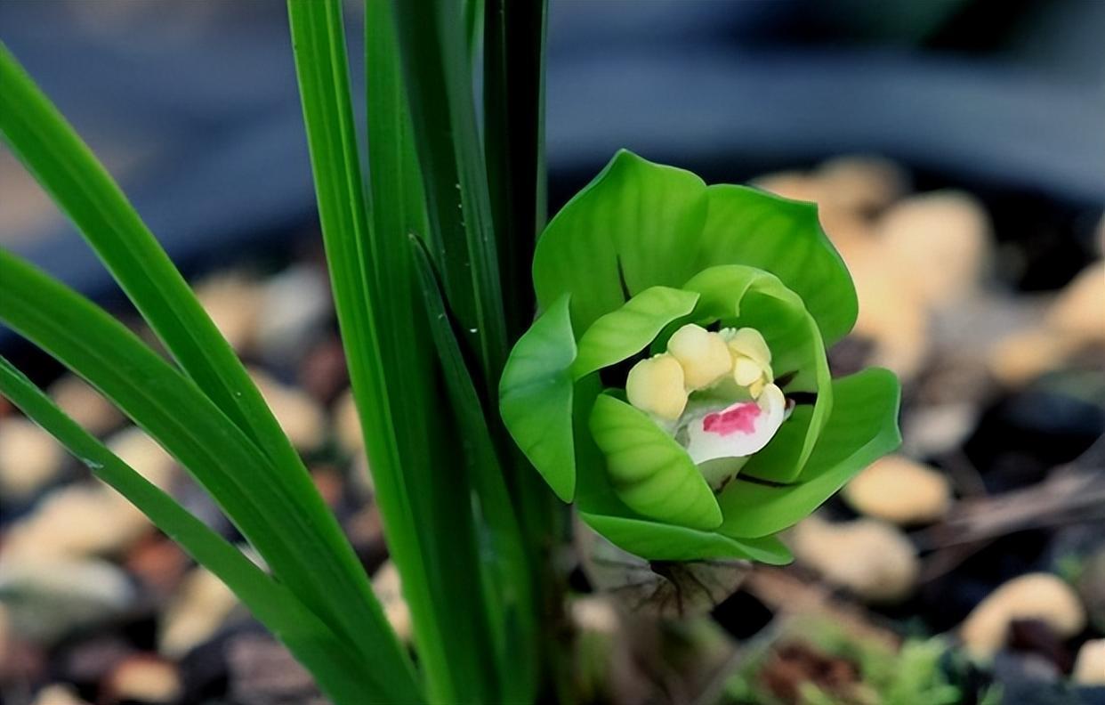 蜀云兰花图片