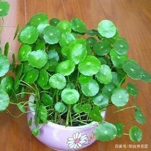 家庭养殖什么最挣钱管回收的简单介绍