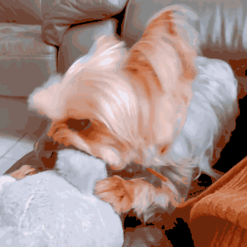 单手抱起的7种狗可爱又好养新手养狗还是选这些吧