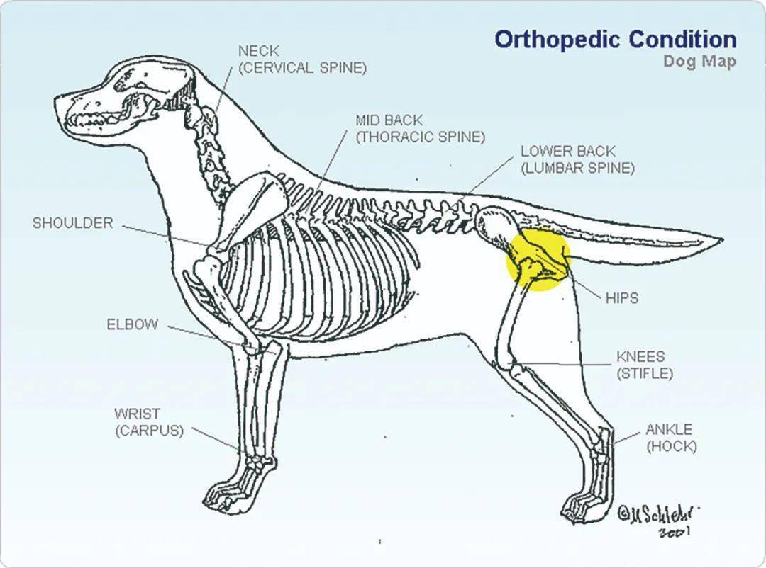 犬跗关节在哪图片图片