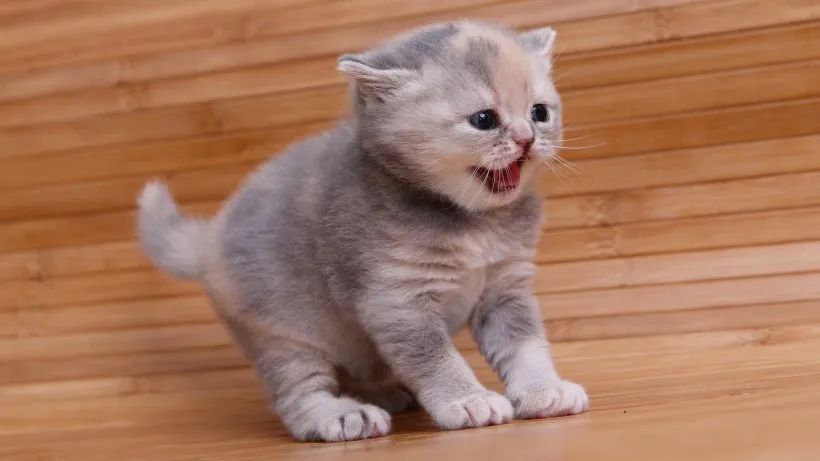 猫咪发出嘶嘶的声音是什么意思?