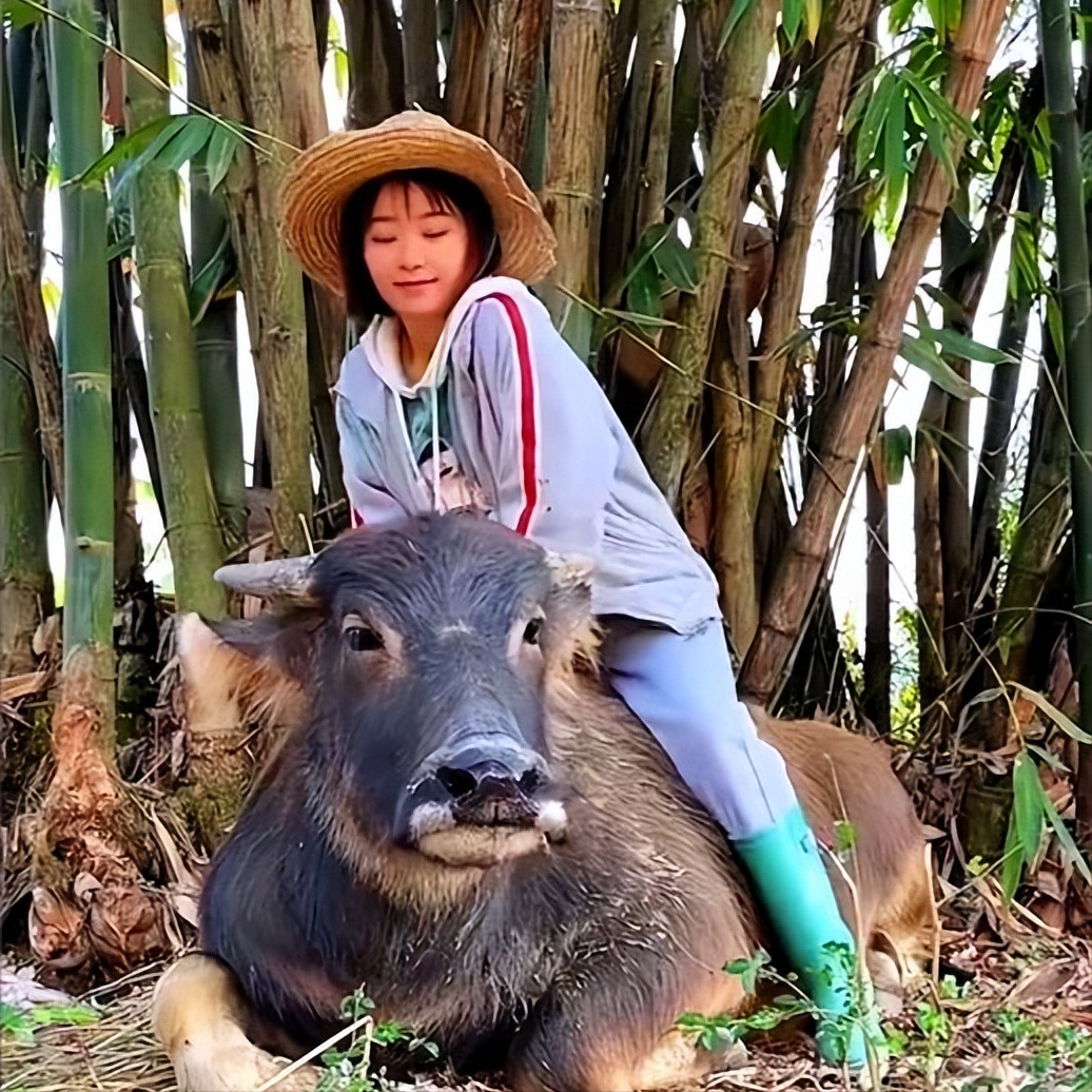 广西桂林,漂亮女子大学毕业后,回到农村老家放牛成网红:真牛!