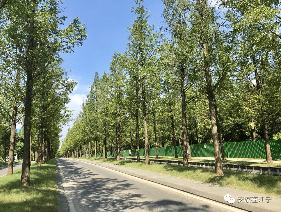 实拍:南京上秦淮湿地公园变化惊人!