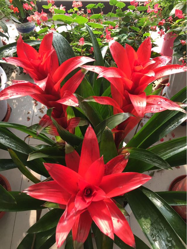 今年客厅流行养"发财花",盆盆好寓意,红红火火看着热闹