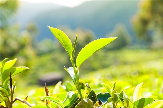 種植茶葉需要了解的小常識