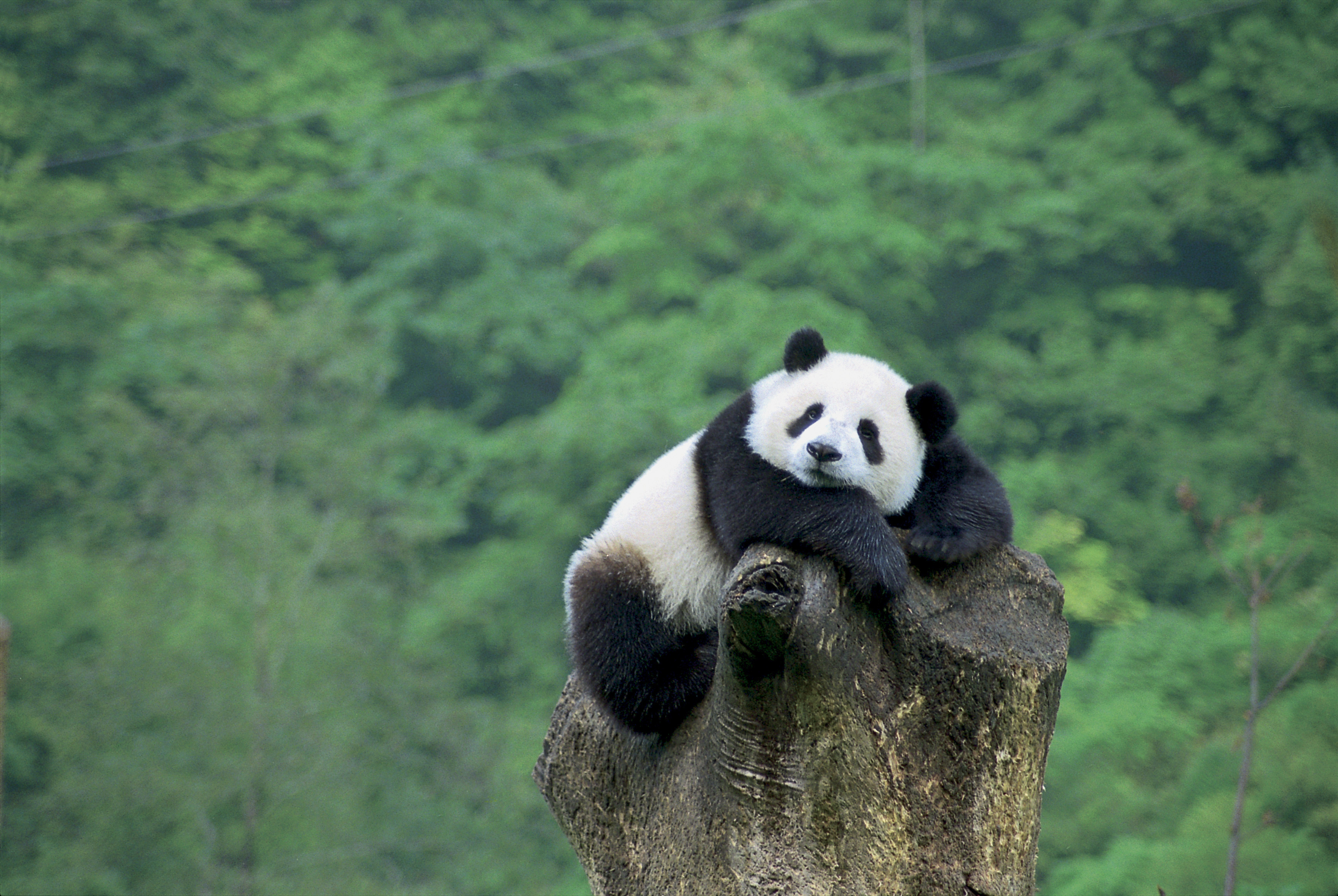 大熊猫的资料壁纸图片