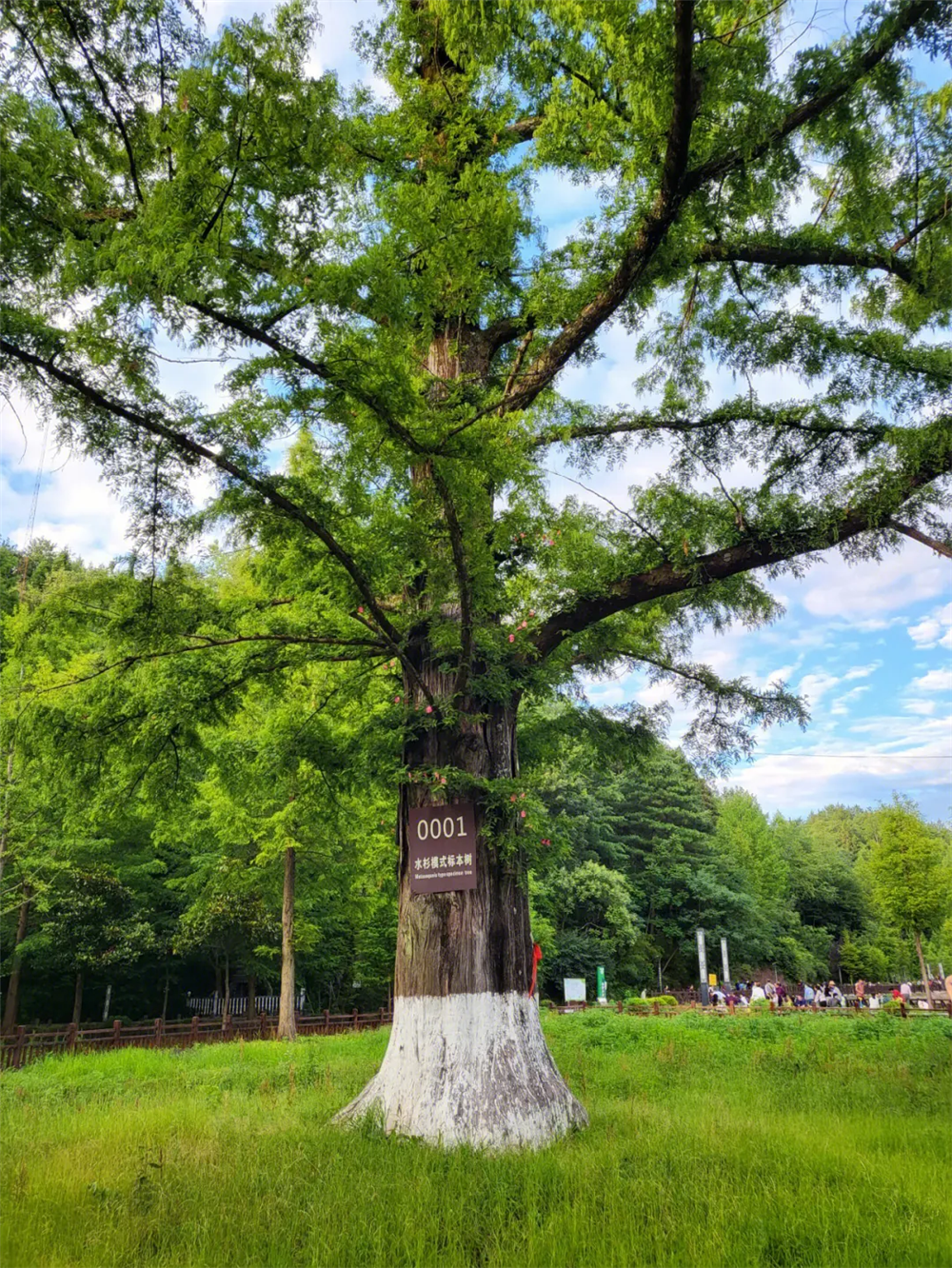 湖北利川有棵660岁水杉王,一年结出50多万颗种子,被誉为活化石
