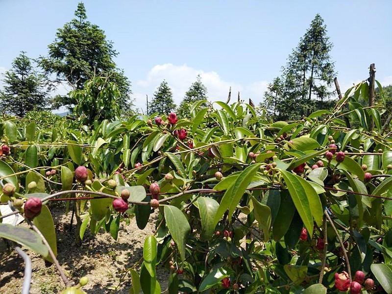 "黑老虎"全株是宝,果子大而美,不挑土壤好吃好养活