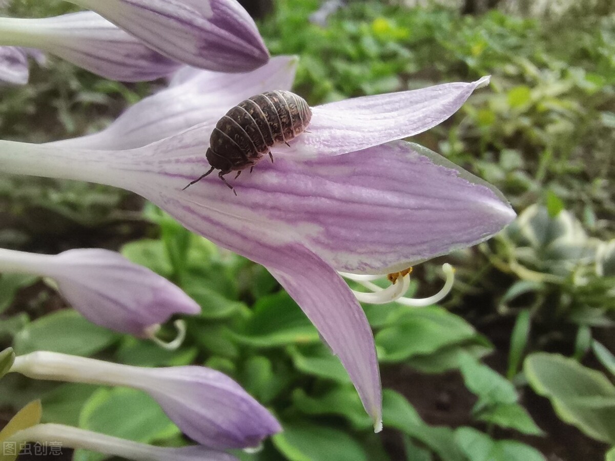鼠妇与我们的生活关系密切,虽是害虫,也是药材