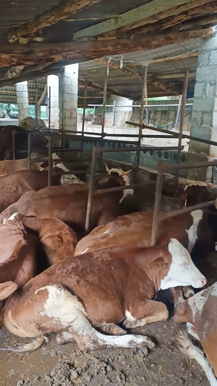 牛像这样乖乖的睡着说明牛不饿了.我们养牛人的学习