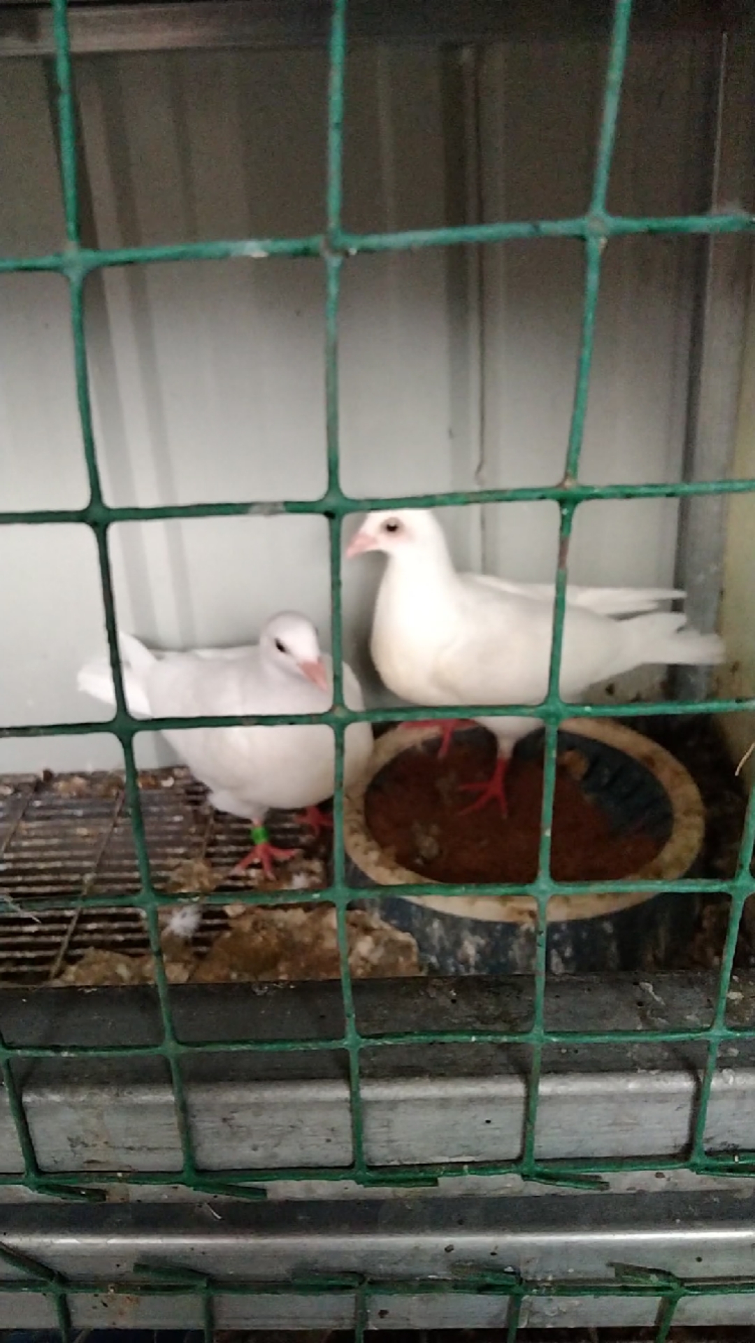 杨阿腾紫罗兰黑钻幼鸽一对下架