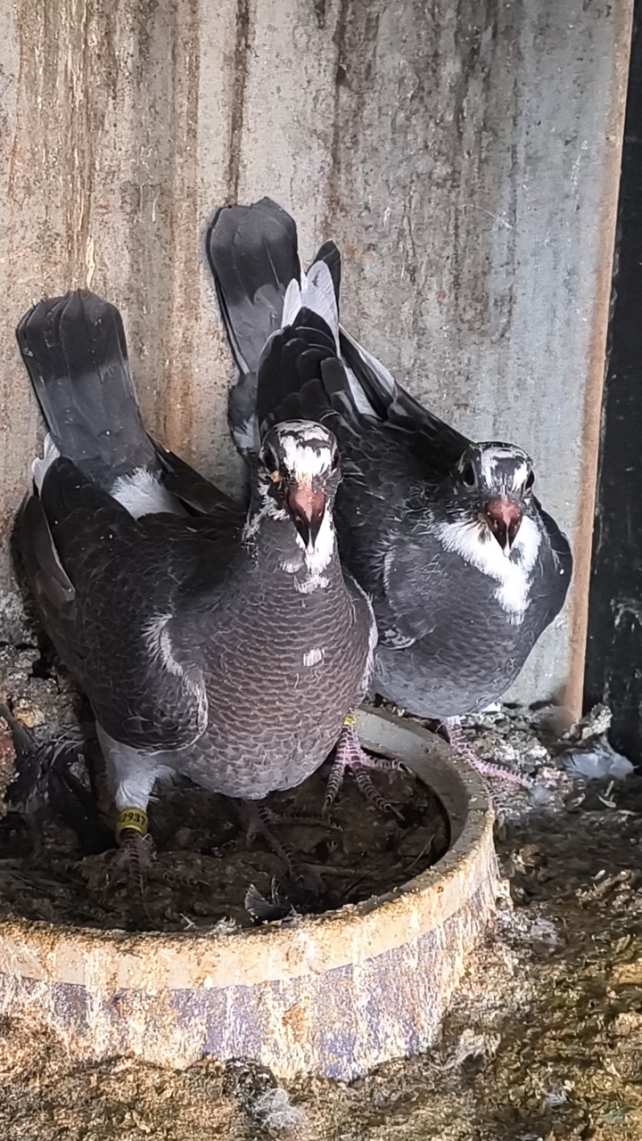 李鸟花盖幼鸽一对已下架