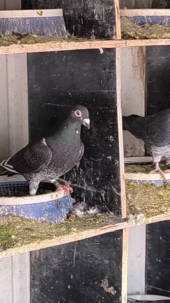 花盖李鸟种鸽和它们的孩子