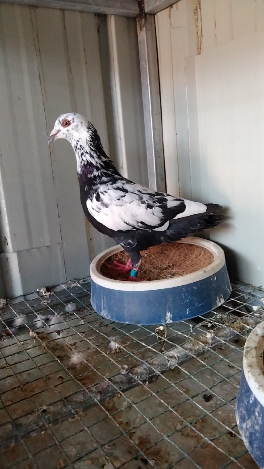 皮特兰种公一只,这种颜色有人喜欢吗?