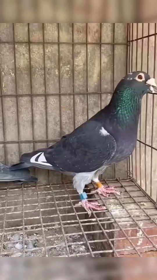 花盖李鸟种鸽欣赏