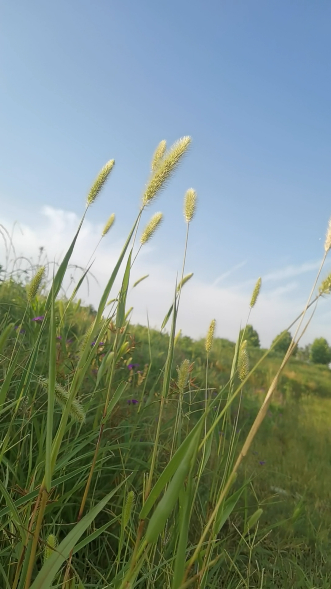 随风飘摇的狗尾巴草,像在跳舞一样
