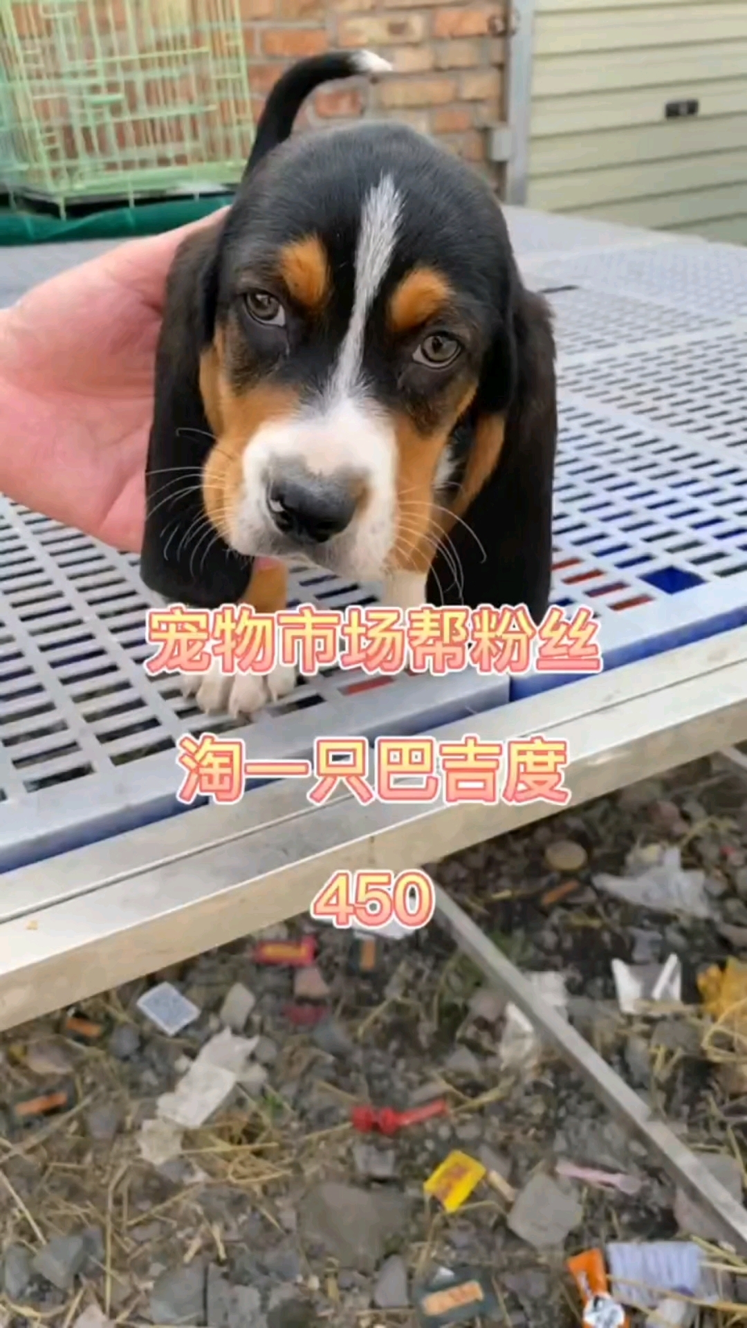 狗市捡漏一只精品巴吉度,450拿下