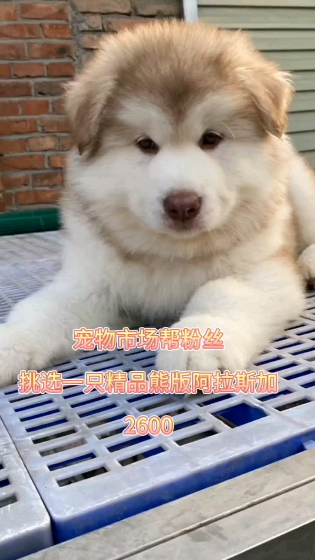 捡漏一只梦幻红阿拉斯加,家人们2600值不值?