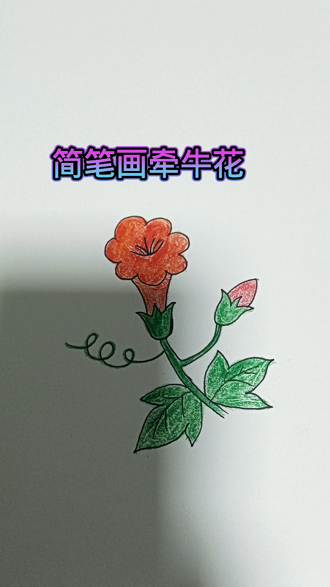 简笔画牵牛花