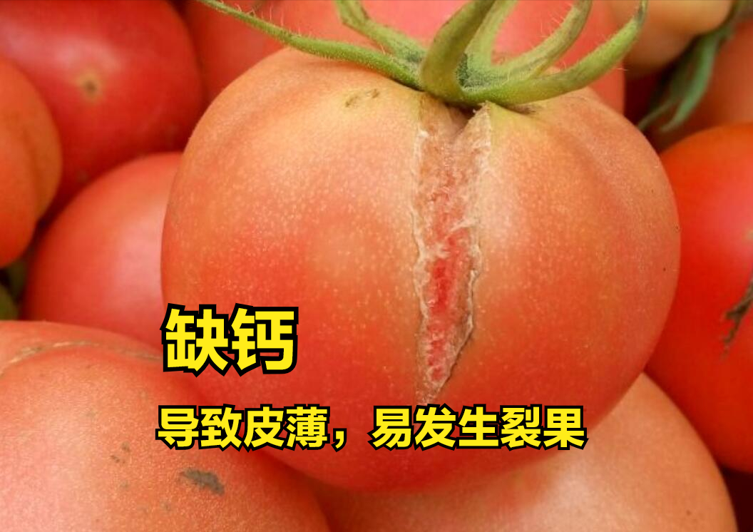 导致发生的因素主要是温度变化,缺钙以及水肥管理不当,如果有西红柿