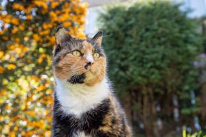 猫咪图片(BY，Pet cat)