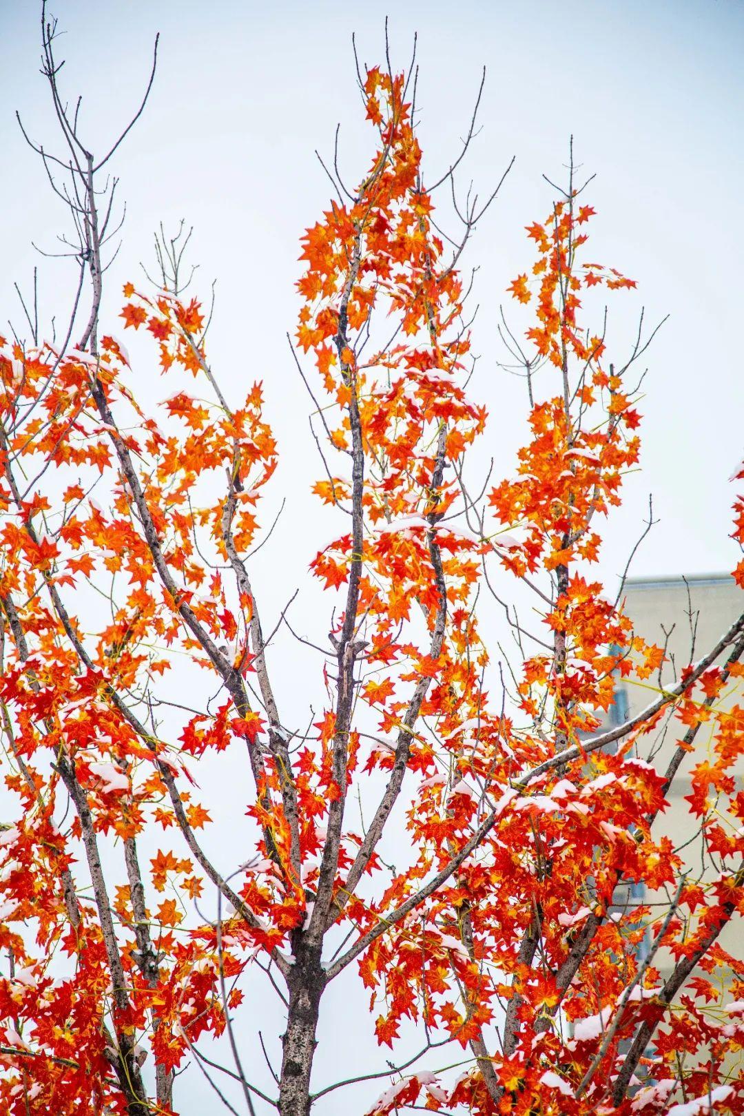 太原市尖草坪区:遇见·尖草坪丨雪后尖草坪,居然是这种颜色(不是白色)