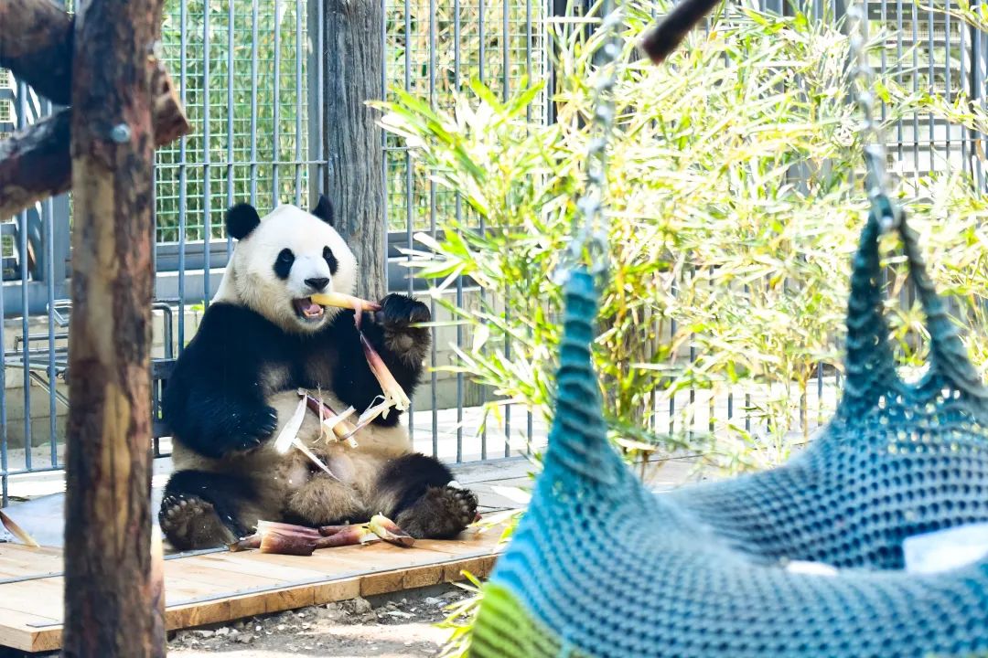 萌化了!北京動物園大熊貓奧運館全新亮相,多圖請查收