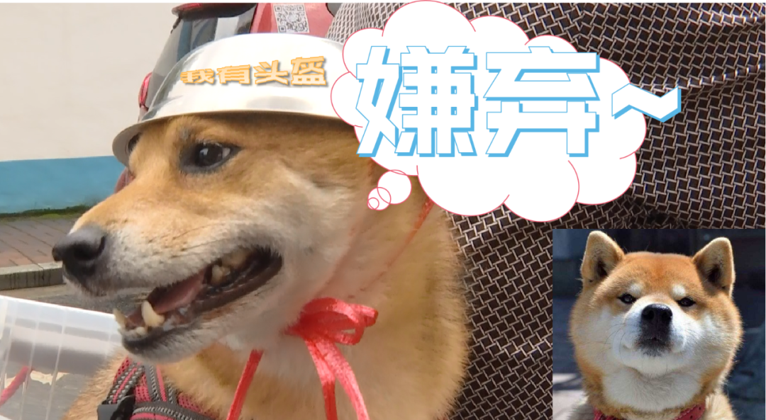 推荐为了骑行安全,连狗狗都戴头盔了!表情包火遍全网,网友:太可爱