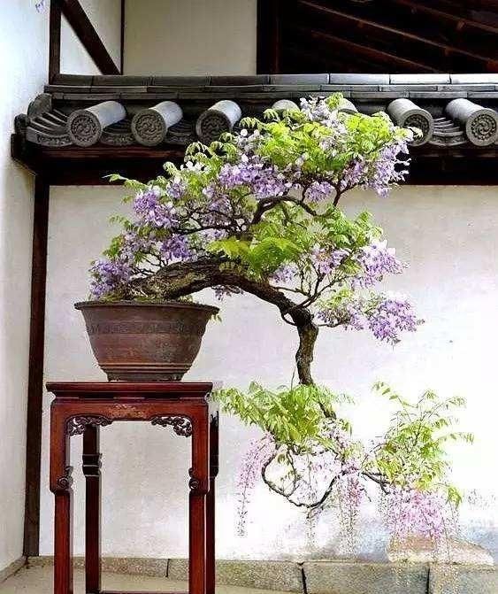 5种"富贵花",能活一百年,小苗不值钱,老桩"值千元"